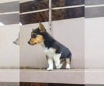 Small Photo #2 Cowboy Corgi Puppy For Sale in CARTHAGE, MO, USA