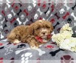 Small #3 Shih-Poo