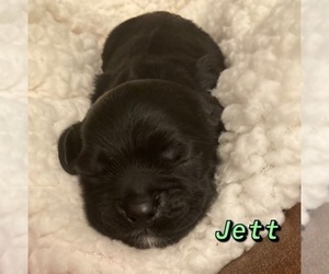 Cocker Spaniel Puppy for sale in BHAVEN, MS, USA