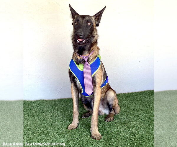 Medium Photo #3 Mutt Puppy For Sale in San Diego, CA, USA