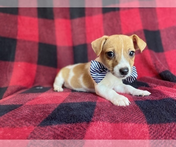 Medium Photo #1 Jack Russell Terrier Puppy For Sale in LAKELAND, FL, USA