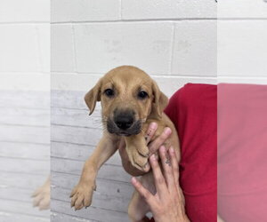 Labrador Retriever-Unknown Mix Dogs for adoption in San Bernardino, CA, USA