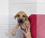 HERSHEY - Female Labrador Retriever-Unknown Mix Dog for Adoption - Small photo