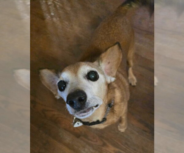 Medium Photo #2 Chiweenie Puppy For Sale in Salt Lake City, UT, USA
