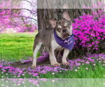 Small #2 French Bulldog