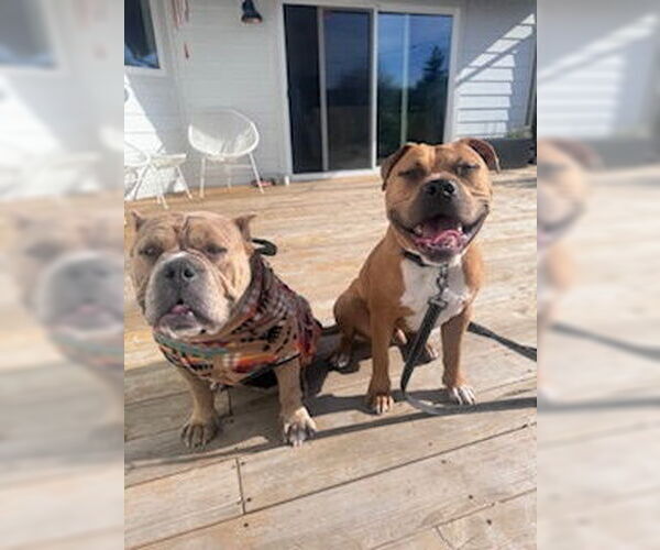 Medium Photo #3 American Pit Bull Terrier-Unknown Mix Puppy For Sale in Berkeley, CA, USA