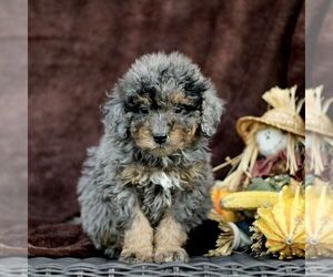 Bernedoodle (Miniature) Puppy for sale in LITITZ, PA, USA