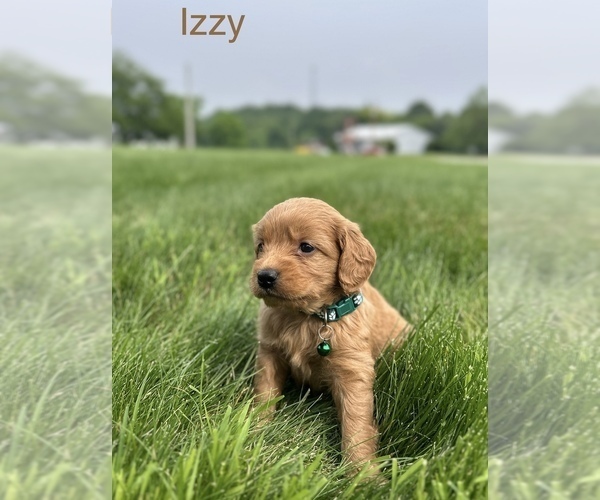 Medium Photo #15 Goldendoodle (Miniature) Puppy For Sale in FREDERICKSBG, OH, USA
