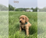 Small #14 Goldendoodle (Miniature)