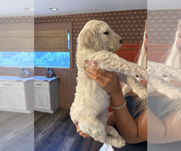 Medium Photo #7 Goldendoodle-Irish Doodle Mix Puppy For Sale in LAKELAND, FL, USA