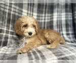 Small #1 Cockapoo