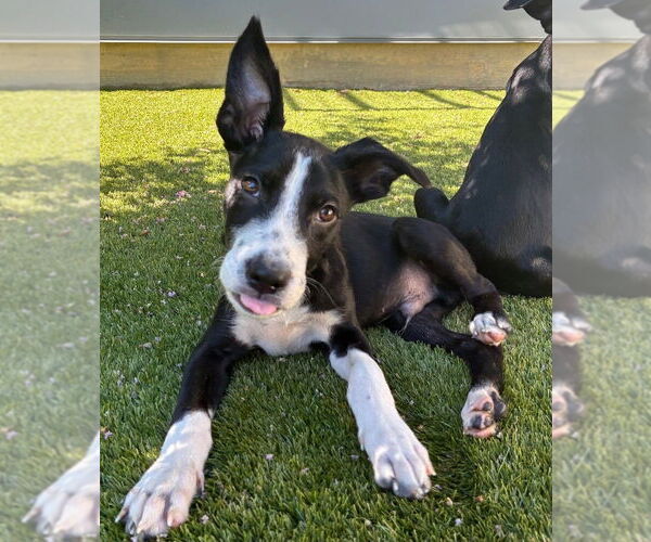 Medium Photo #1 American Staffordshire Terrier-Labrador Retriever Mix Puppy For Sale in Lakewood, CO, USA
