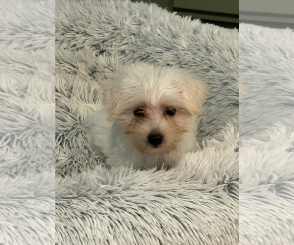 Medium Photo #4 Mutt Puppy For Sale in Wheaton, IL, USA