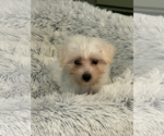Small #3 Mutt