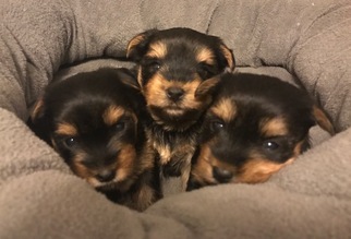 Yorkshire Terrier Puppy for sale in NORTH WILKESBORO, NC, USA
