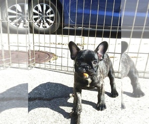 French Bulldog Puppy for sale in LANSING, MI, USA