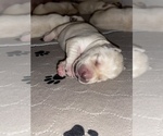 Small Photo #10 Labrador Retriever Puppy For Sale in CARMICHAEL, CA, USA