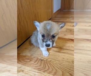 Pembroke Welsh Corgi Puppy for sale in VANCOUVER, WA, USA