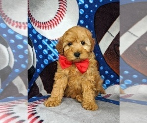 Cocker Spaniel-Poodle (Miniature) Mix Puppy for sale in NEW PROVIDENCE, PA, USA