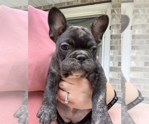 French Bulldog Puppy for sale in TAYLORVILLE, IL, USA