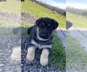 German Shepherd Dog Puppy for sale in WOLFE CITY, TX, USA