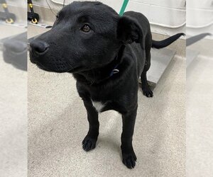 Labrador Retriever-Unknown Mix Dogs for adoption in Grand Prairie, TX, USA