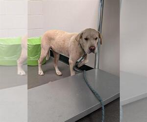 Chinese Shar-Pei-Labrador Retriever Mix Dogs for adoption in Corpus Christi, TX, USA