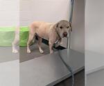 Small Chinese Shar-Pei-Labrador Retriever Mix