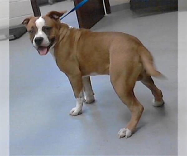 Medium Photo #1 Mutt Puppy For Sale in Fayetteville, NC, USA