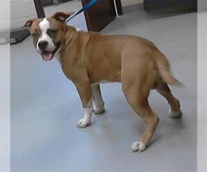 Mutt Dogs for adoption in Fayetteville, NC, USA