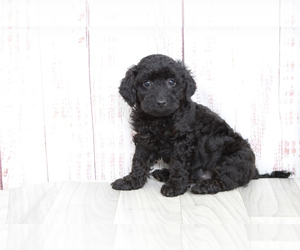 Goldendoodle (Miniature) Puppy for sale in MARIETTA, GA, USA