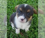 Small Photo #3 Pembroke Welsh Corgi Puppy For Sale in KINGSVILLE, MO, USA