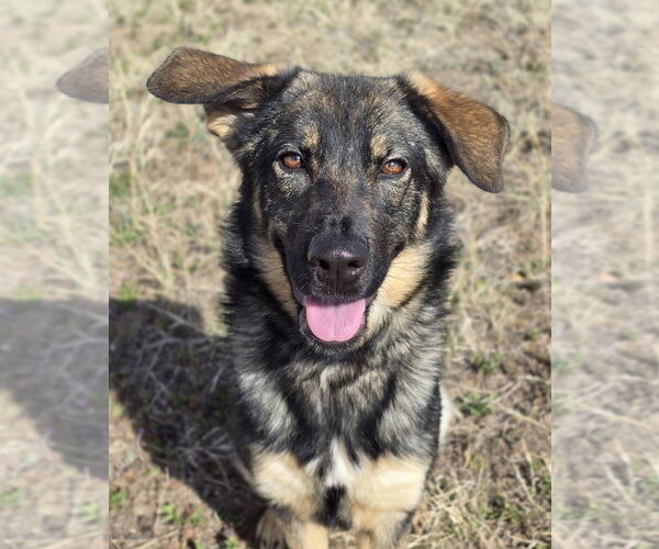 Medium Photo #3 German Shepherd Dog-Unknown Mix Puppy For Sale in Lakewood, CO, USA
