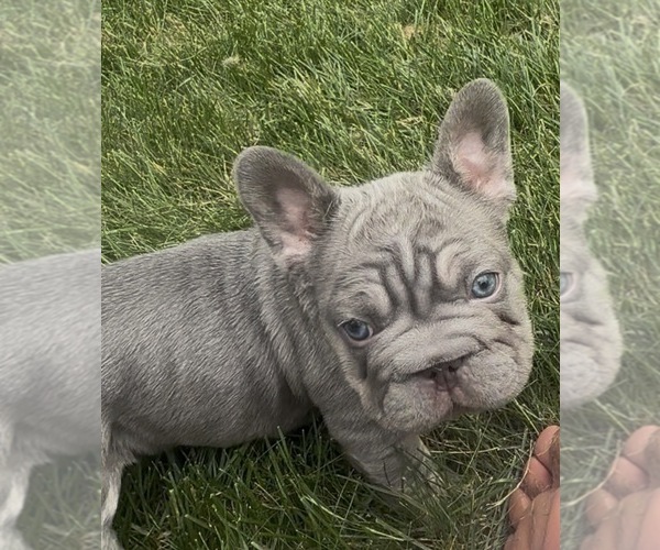Medium Photo #19 French Bulldog Puppy For Sale in SUSSEX, WI, USA