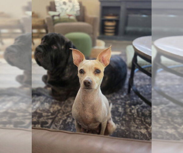 Medium Photo #8 Chihuahua-Unknown Mix Puppy For Sale in Lakewood, CO, USA