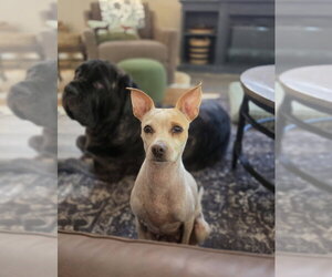 Marge - Female Chihuahua-Unknown Mix Dog for Adoption - Photo #8