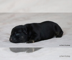 Small Photo #27 French Bulldog Puppy For Sale in WINNSBORO, TX, USA