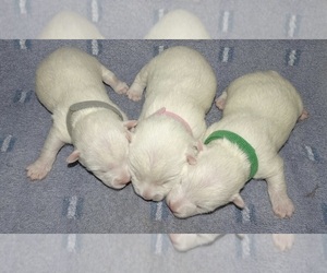West Highland White Terrier Puppy for sale in COVINGTON, GA, USA