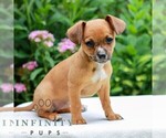 Small #2 Cavapoo (Miniature)-Jack Russell Terrier Mix
