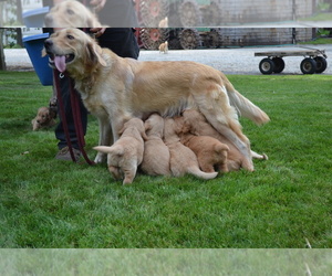 Mother of the Golden Retriever puppies born on 06/27/2025