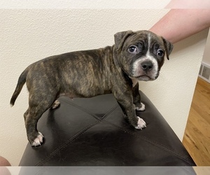 American Bully Puppy for sale in WOODLAND, WA, USA