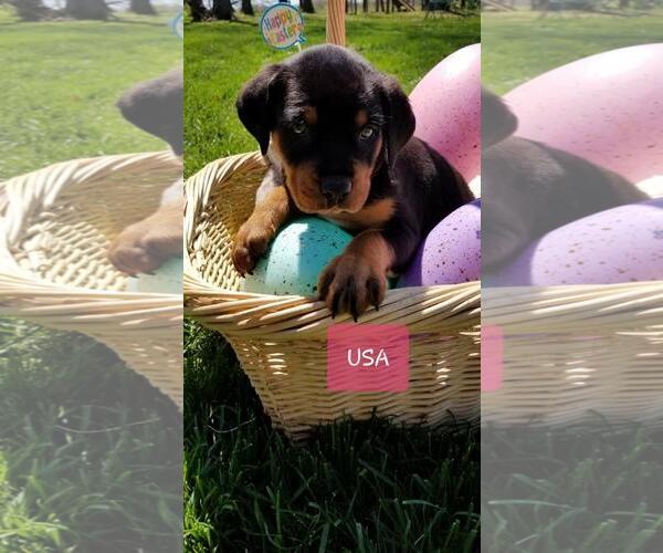 Medium Photo #21 Rottweiler Puppy For Sale in COLUMBIA, MO, USA