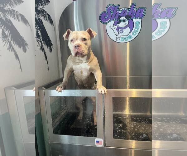 Medium Photo #2 Mutt Puppy For Sale in Rockville, MD, USA