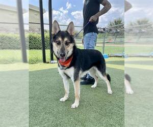 German Shepherd Dog Dogs for adoption in Pasadena, TX, USA