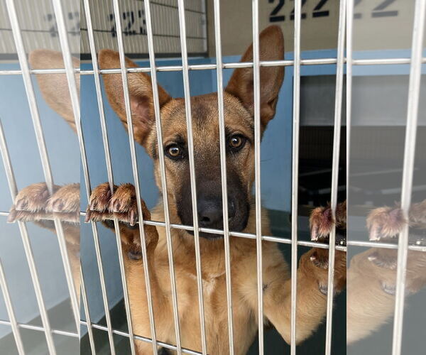 Medium Photo #2 German Shepherd Dog Puppy For Sale in Pasadena, CA, USA