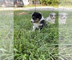 Small Photo #3 Australian Shepherd Puppy For Sale in MUNFORDVILLE, KY, USA