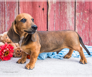 Dachshund Puppy for sale in WAKARUSA, IN, USA