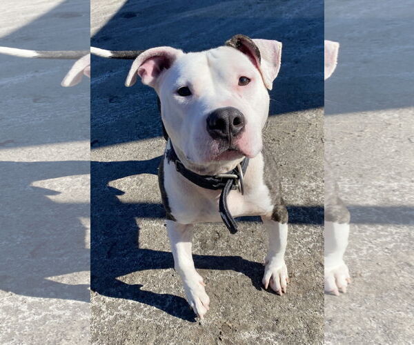 Medium Photo #5 Mutt Puppy For Sale in Virginia Beach, VA, USA