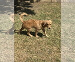 Small #2 Goldendoodle