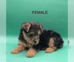 Small Photo #2 Yorkshire Terrier Puppy For Sale in HAMPTON, VA, USA